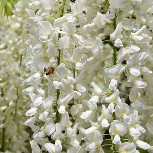 Vistéria kvetnatá (Wisteria floribunda) ´LONGISSIMA ALBA´ - výška 150-190cm, kont. C5L